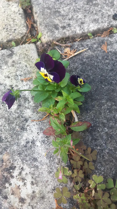Some interesting weeds popping out my patio