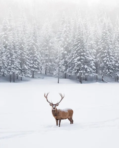 🔥 He posed for the perfect snowy composition