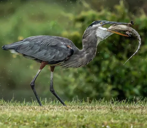 Great Blue Heron Eats A Juvenile Alligator