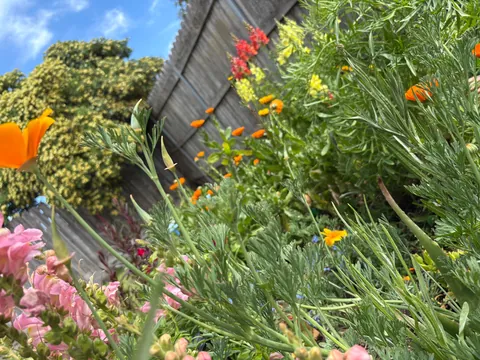 It’s bittersweet knowing I’m going to leave my first garden behind after I move in a month.. here’s some photos of my flowers.