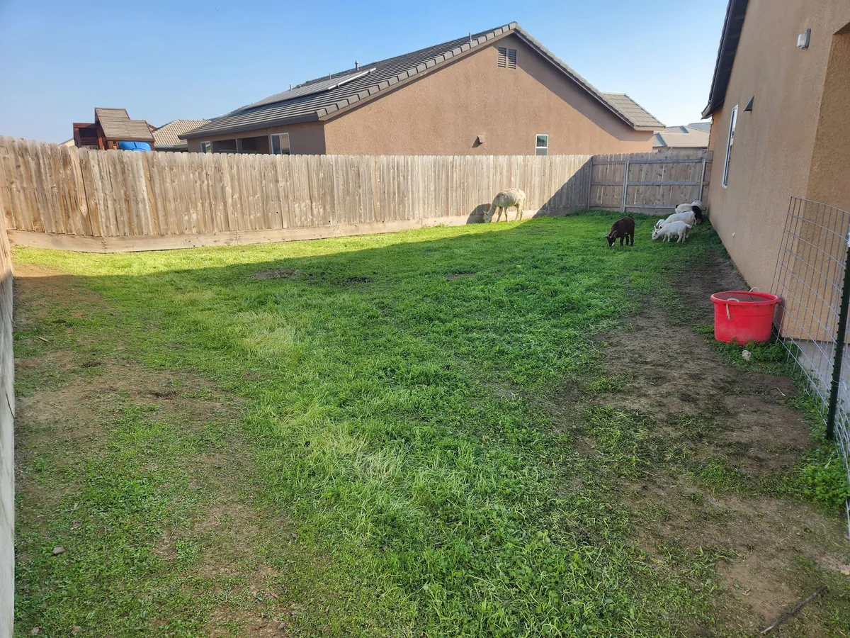 UPDATE: Stinging nettle everywhere! (I hired GOATS!)