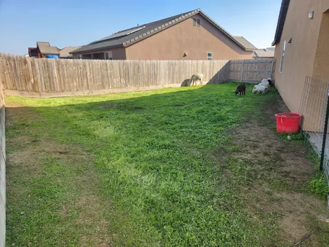 UPDATE: Stinging nettle everywhere! (I hired GOATS!)