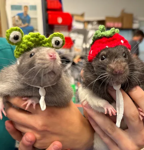 Rats in hats 👒