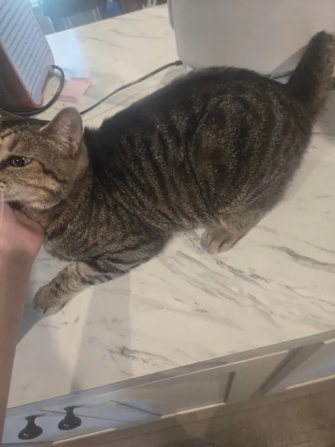 Is he fat or just big