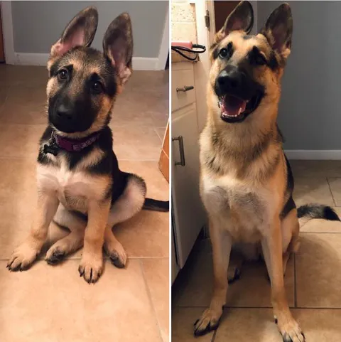 From 2 months old to 2 years and she has never stopped following me to the bathroom