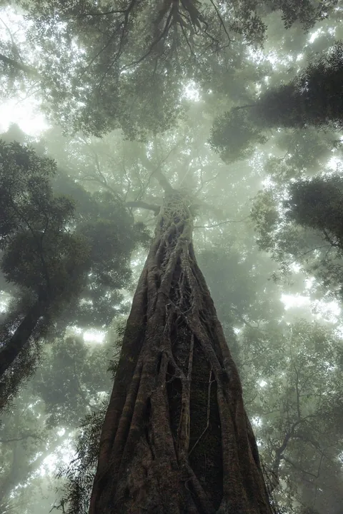 ITAP of a giant tree in the fog