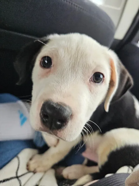 Walton Doggins says henlo!!