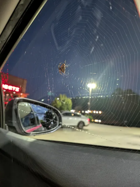 Spider + full web inside my car, found after a 30 mile drive to work this morning