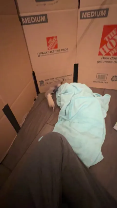 By popular demand: Peanut actually playing with the cat toy 😂