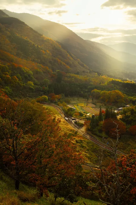 Foliage in Kumamoto.