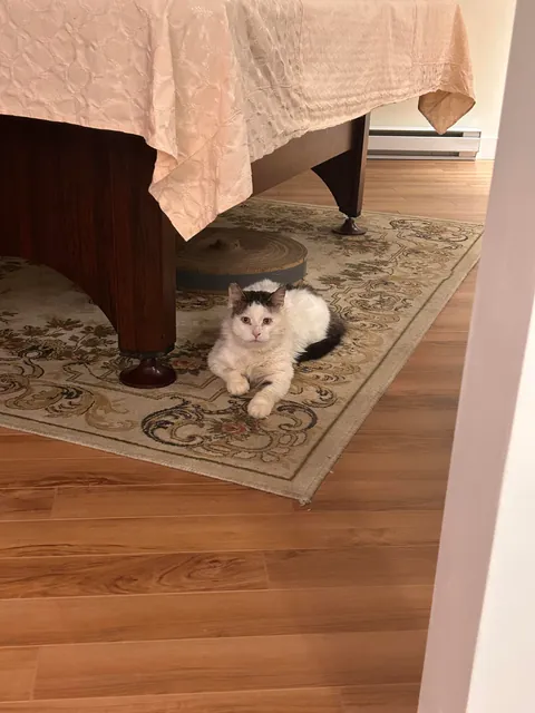 What a change 2 months can make- Foster Fail- read for a happy end 😻