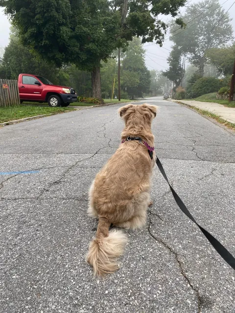 My (Literally) Rare Fluffy Pittie