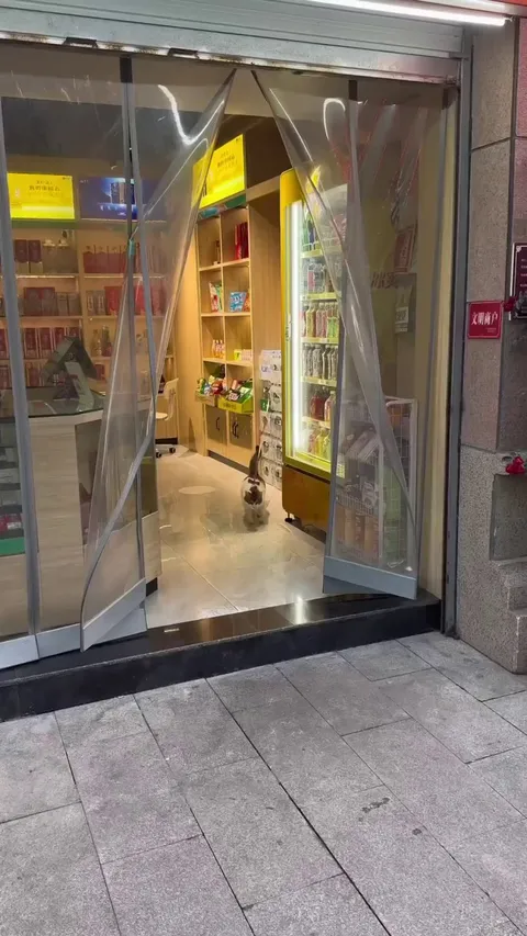 Cat walking in place