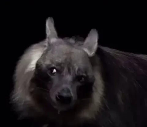 🔥 Brown Hyenas make a wide range of sounds and vocalizations, including this one which sounds like the ghost from “The Grudge.”
