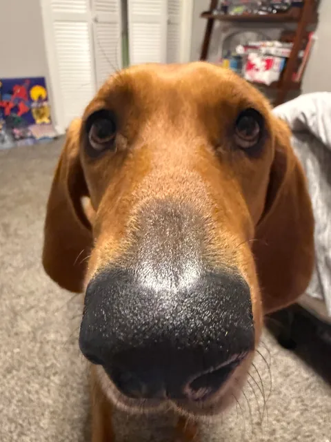 Boop the Bambi 👆🏻