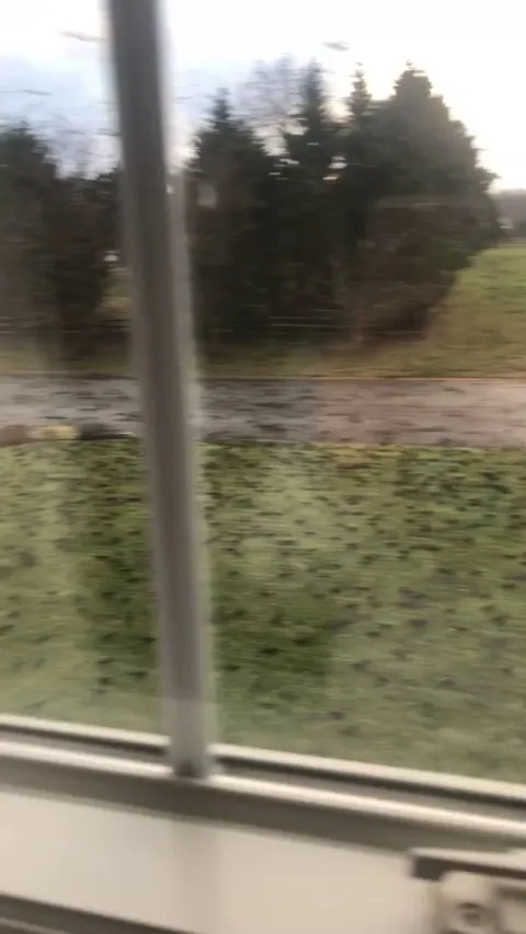 the amount of birds in my neighborhood this morning