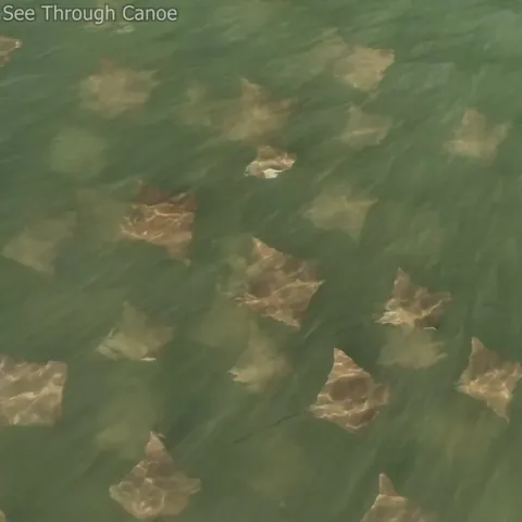 🔥 A rare albino or leucistic Cownose Ray chasing another Ray Near Clearwater, Florida