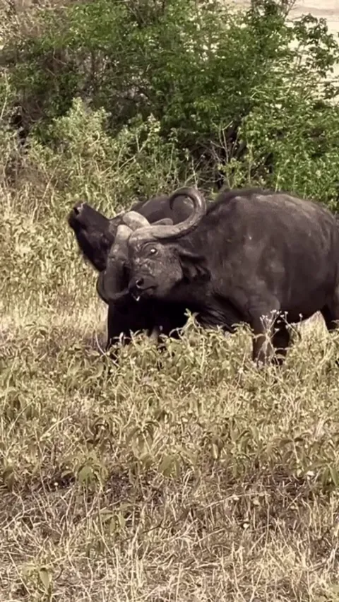 Cape buffalo bulls get their horns inextricably locked, a death sentence for both animals