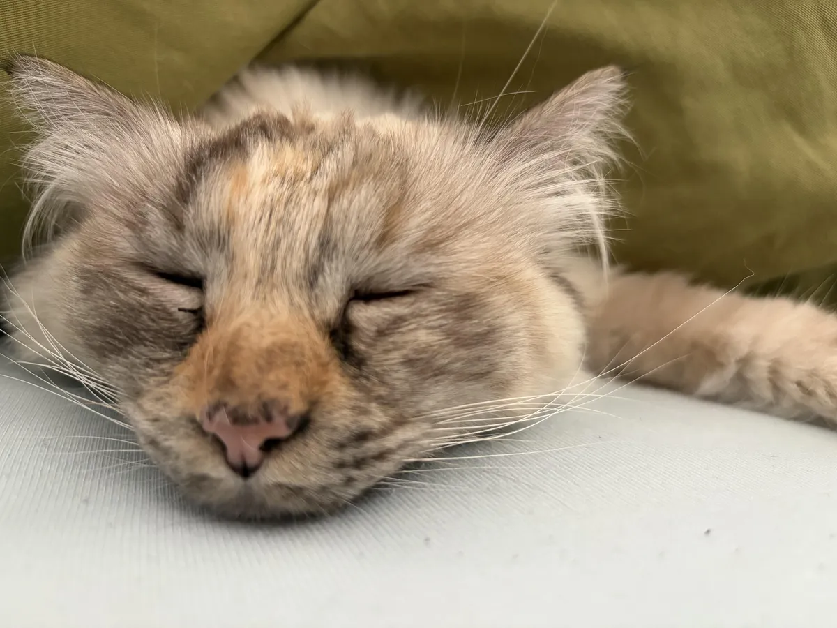 Show me a close-up of your cat