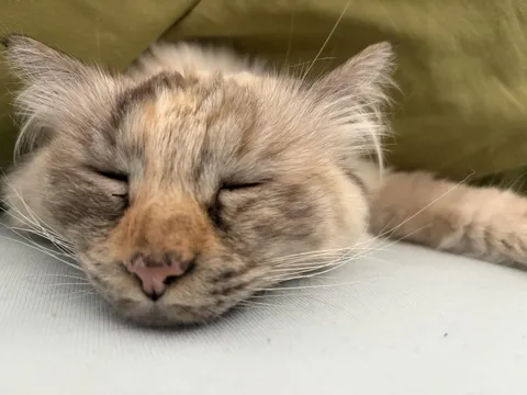 Show me a close-up of your cat