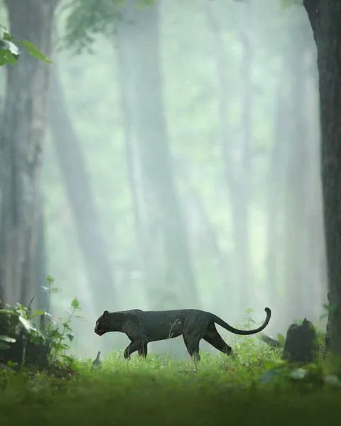 🔥 black panther roaming in the jungle