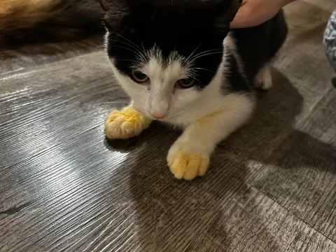 HOW DO I CLEAN HIS PASTA SAUCE PAWS