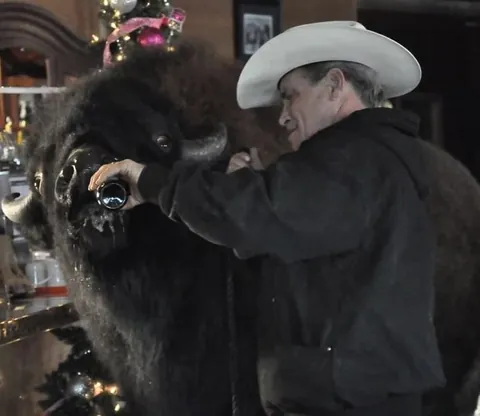 Jim Sautner, the Buffalo Whisperer was a Canadian rancher who raised a 2,000-pound bison named Bailey D. Buffalo like a family dog