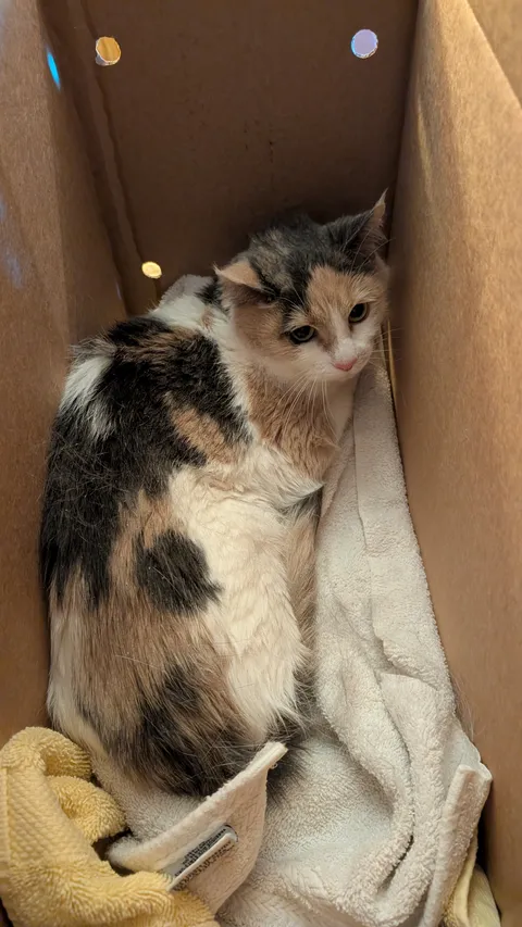 Just adopted my first cat at 41 years old. Meet Bonnie McPurry.