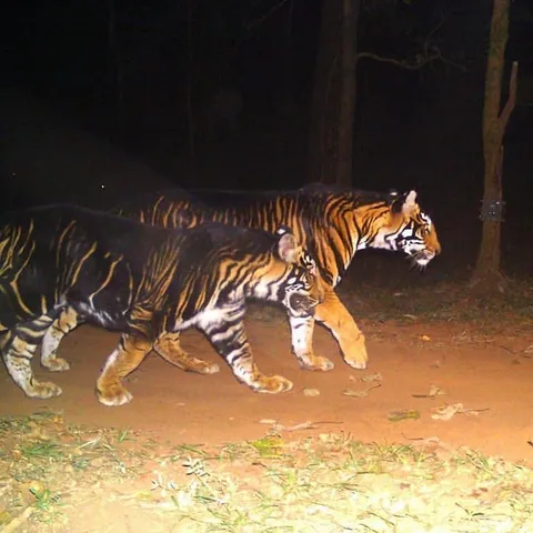 🔥 Black Tigers spotted on camera trap.⁣ ⁣ These pseudo-melanistic beauties can only be found in the Simlipal Tiger Reserve.