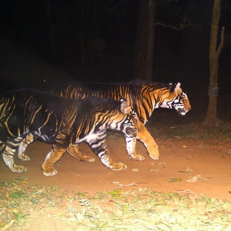🔥 Black Tigers spotted on camera trap.⁣ ⁣ These pseudo-melanistic beauties can only be found in the Simlipal Tiger Reserve.