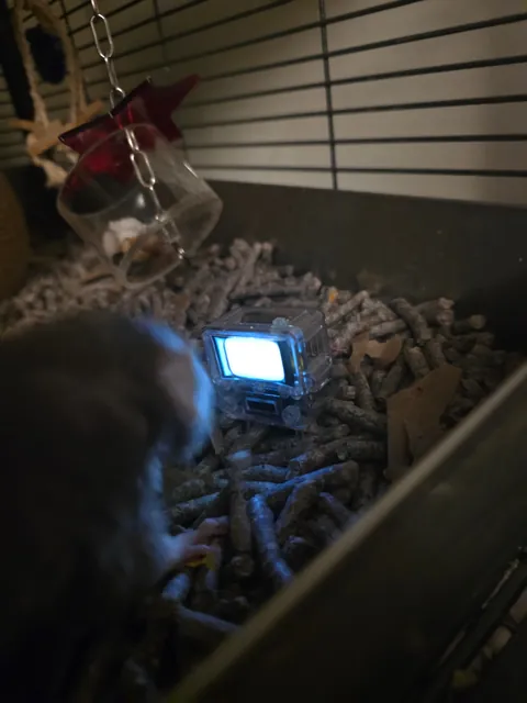 Showing my rat Ube the sacred texts