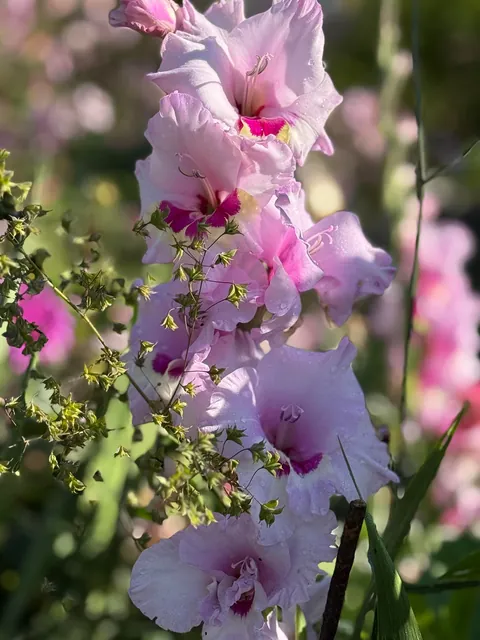 My Fall Garden 💚🌸🧚🍃🍁