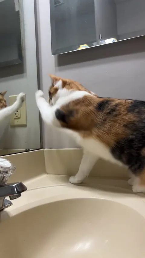 What the heck is my kitty doing?!?