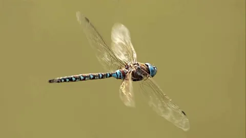 Dragonflies can control all four wings independently, giving them remarkable control in flight