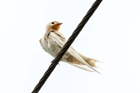 🔥 This leucistic barn swallow (Hirundo rustica) in Cantabria, Spain