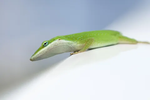 🔥 this lizard I found down in Florida