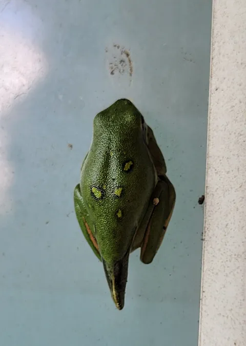 I found a frog with a tail on my kitchen window