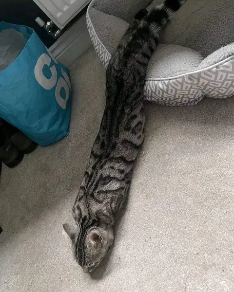 This snake is kind of strange