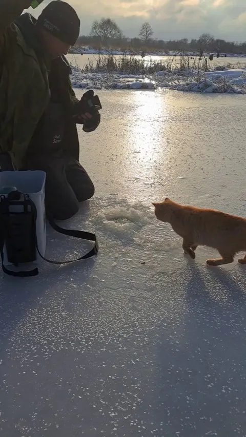 Cat Takes off With Ice Fisherman's Catch
