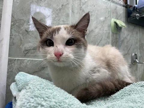 I’ve never seen a cat that looks like this.