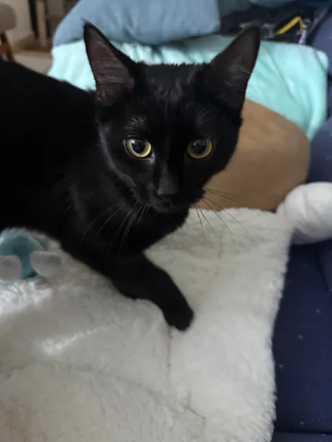 My first ever baby, meet Cosmo🖤