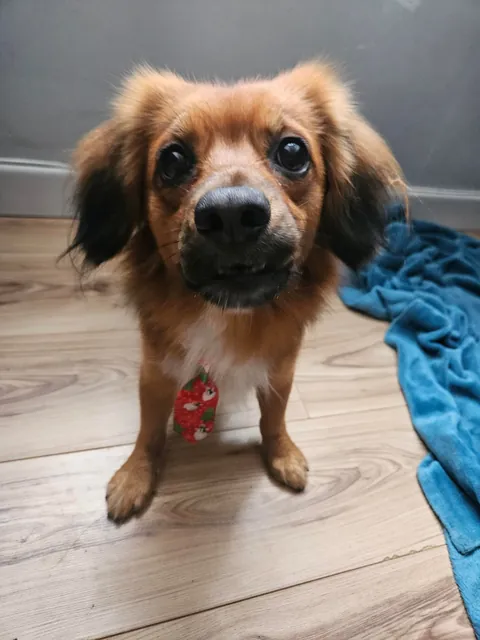 Kevin got given a Christmas tie from the groomers today