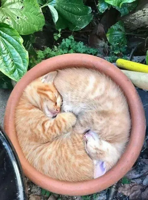 Cats are liquid and can fill the volume of any object
