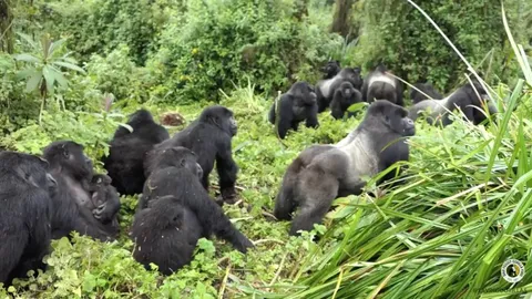 🔥Two Gorilla groups, a total of 40 individuals, bump into eachother in the forest. It was 4 silverbacks on one side Vs a single Silverback the other, but he stood his ground to keep his family safe nevertheless