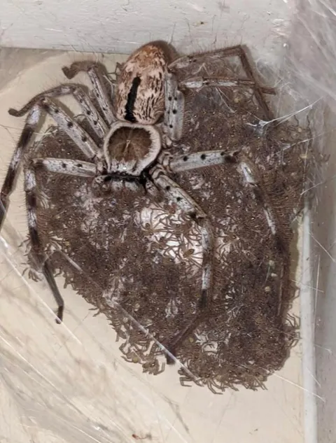 If I saw THIS in my bathroom corner, I’d burn my house down