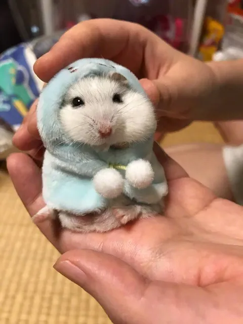 PsBattle: Hamster wearing a hoodie