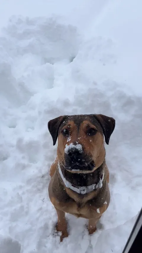 A good girl enjoying the record breaking snowstorm in Rhode Island ❄️❄️❄️