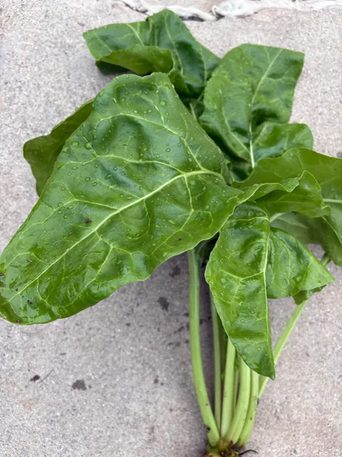 I planted beets but this grew along with all my beets. What plant is this?