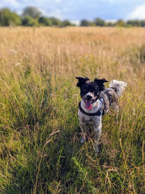 This rare pupper just finished chemotherapy and is officially in remission.