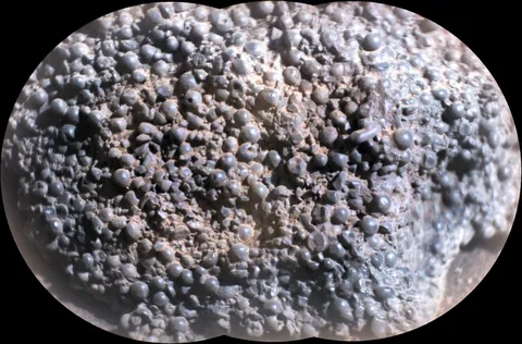 Bubbly botryoidal rock imaged on the surface of Mars this week by the Perseverance Rover.